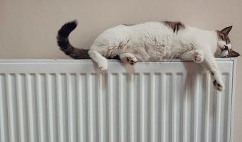 Katze auf einer warmen Heizung